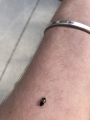 Glischrochilus fasciatus