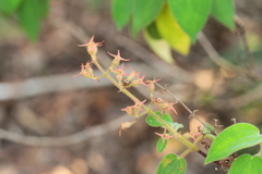Ernestia granvillei