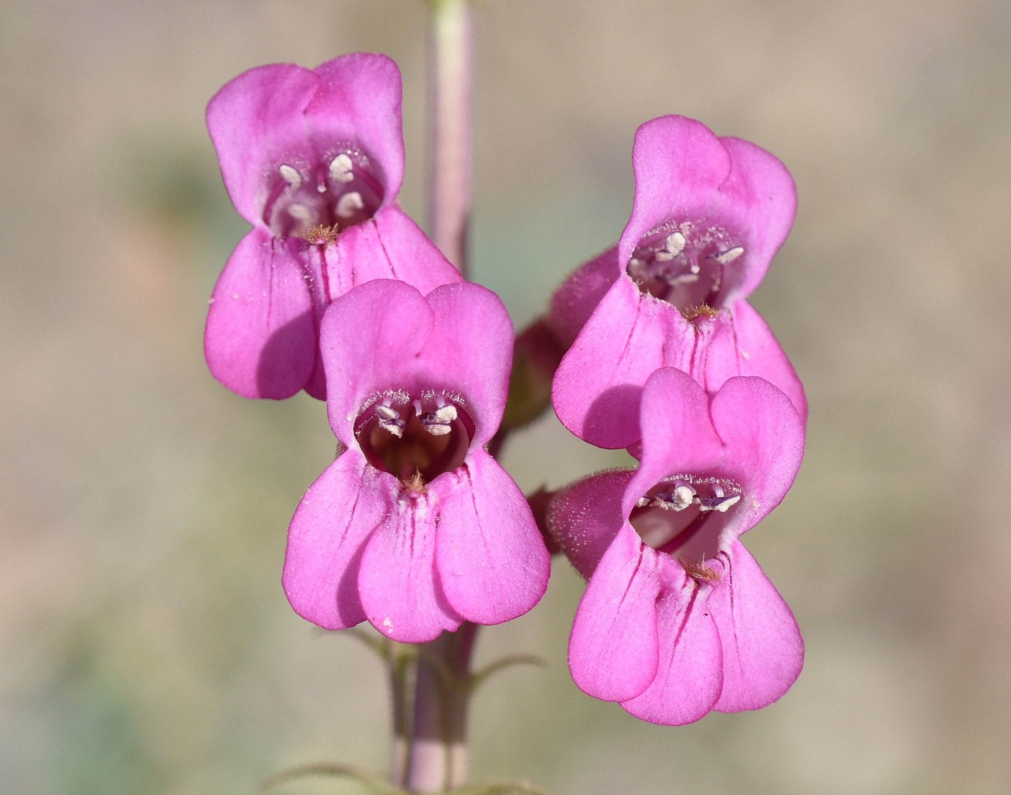 Penstemon bicolor