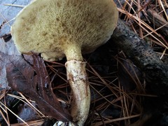 Suillus subalutaceus