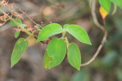 Ernestia granvillei