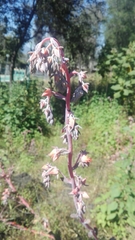 Echeveria gibbiflora