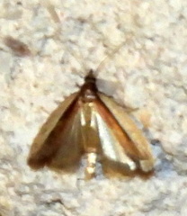 Tampa dimediatella