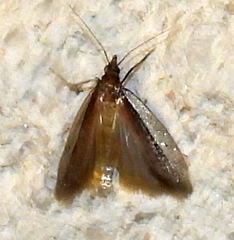 Tampa dimediatella
