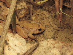 Limnonectes palavanensis
