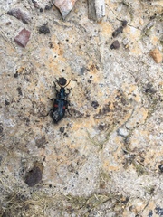 Astylus aulicus