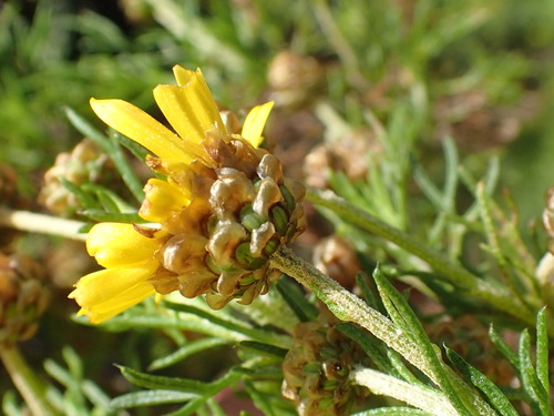 Image of Ursinia scariosa by (c) Nicola van Berkel, some rights reserved (CC BY-SA)