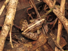 Limnonectes palavanensis