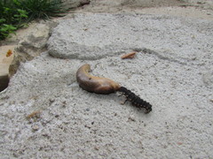 Tandonia kusceri
