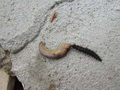 Tandonia kusceri