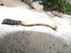 Tandonia kusceri