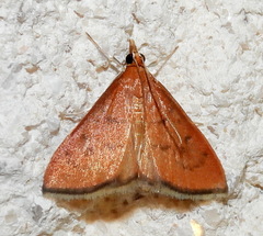 Oenobotys texanalis