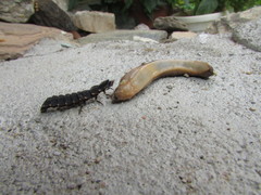 Tandonia kusceri