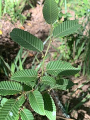 Nothofagus alpina