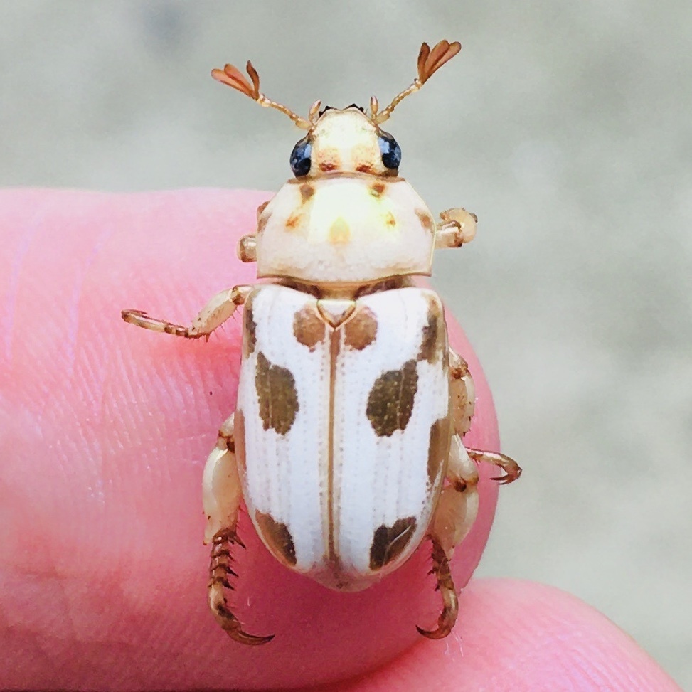 Precious Metal Scarabs (Genus Pelidnota) · iNaturalist