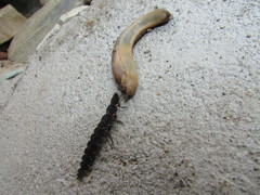 Tandonia kusceri