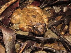 Limnonectes conspicillatus