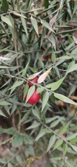 Ruscus aculeatus