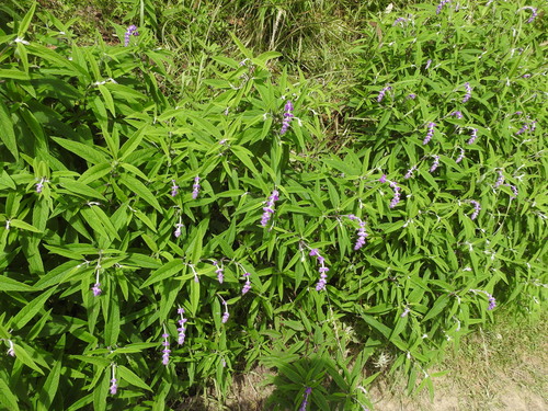 Image of Salvia leucantha by (c) Hopeland, some rights reserved (CC BY)