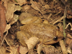 Limnonectes conspicillatus