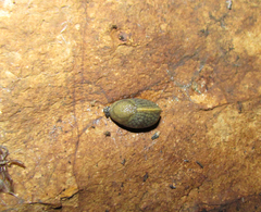 Tandonia cristata