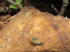 Tandonia cristata