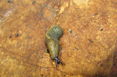 Tandonia cristata