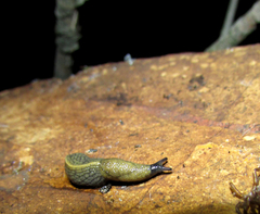 Tandonia cristata