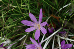 Strobilanthes pentastemonoides