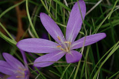 Strobilanthes pentastemonoides