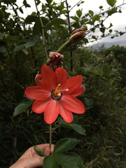 Passiflora mixta