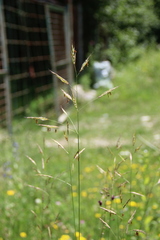 Bromus riparius