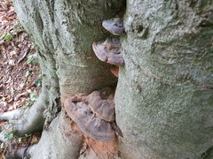 Ganoderma pfeifferi