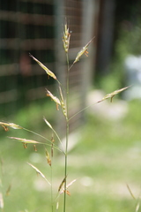 Bromus riparius