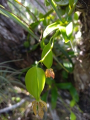 Prosthechea boothiana