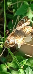 Phyciodes pallescens