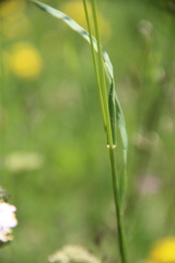 Bromus riparius