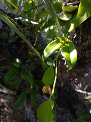 Prosthechea boothiana