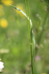 Bromus riparius
