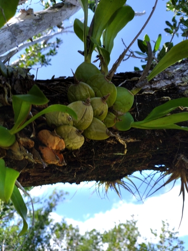 Image of Dollar orchid by (c) Scott Ward, some rights reserved (CC BY)