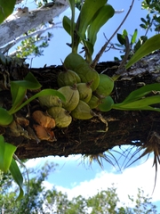Prosthechea boothiana