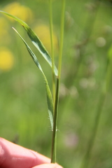 Bromus riparius