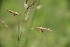 Bromus riparius