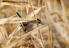 Acrocephalus melanopogon