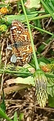 Phyciodes pallescens