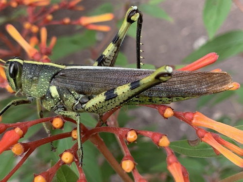 Obscure Bird Grasshopper