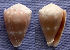 Conus miliaris