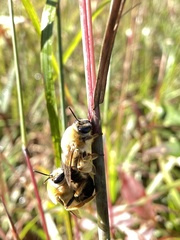 Caupolicana electa