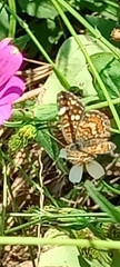 Phyciodes pallescens