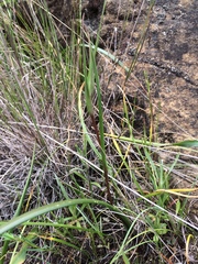 Calochortus tiburonensis